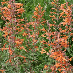 Des images de diffrentes plantes